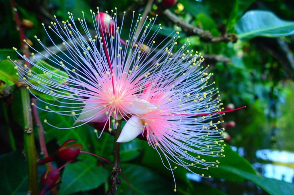 サガリバナの花言葉は 西表島カヌー トレッキングのツアーガイド ティダカンカン