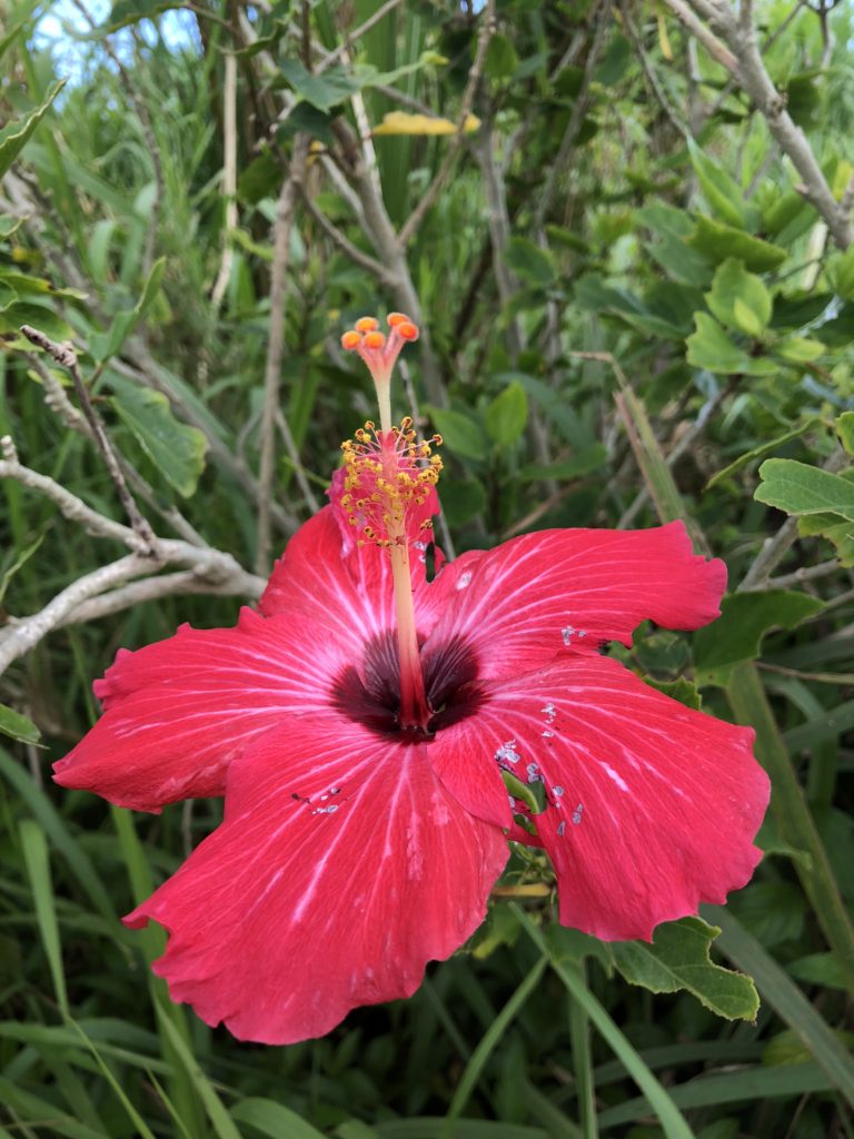サガリバナの花言葉は 西表島カヌー トレッキングのツアーガイド ティダカンカン