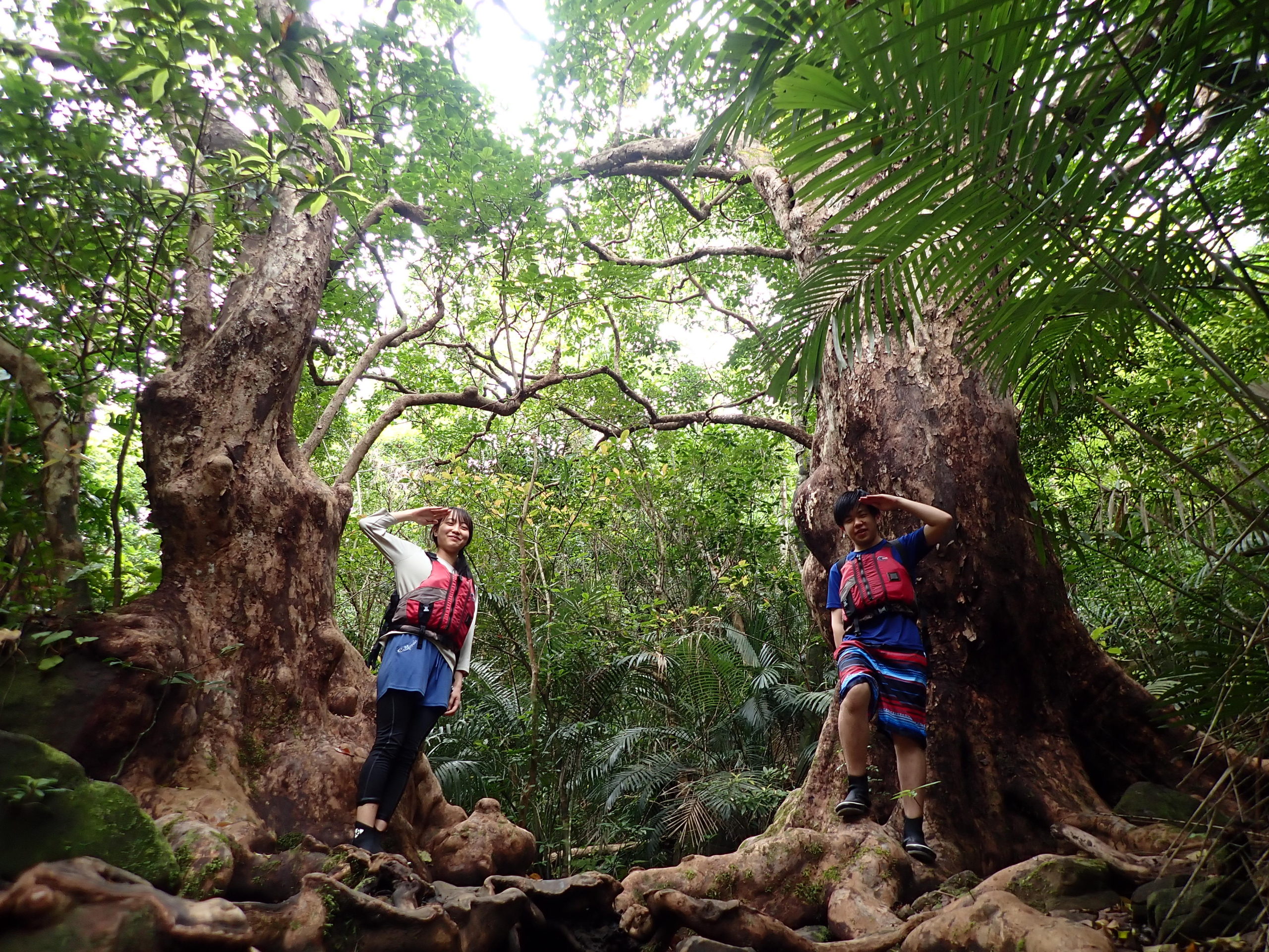 半日でも西表島のジャングルを満喫できる！西表島　ピナイサーラの滝　半日ツアー