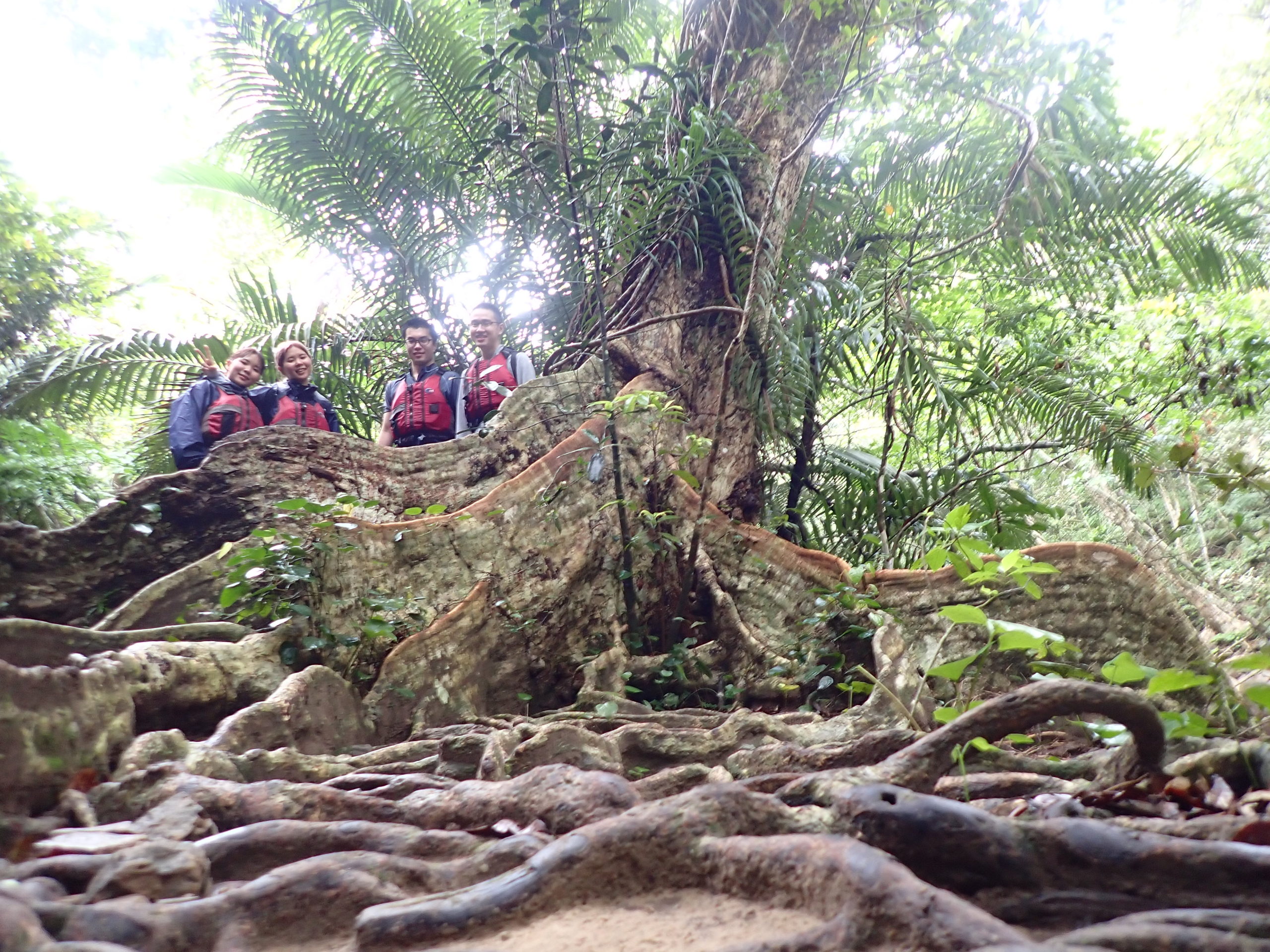 雨上がりの大冒険！西表島の絶景、ピナイサーラの滝カヌーツアー